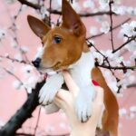 Eros-male-Basenji-puppy-for-sale-5