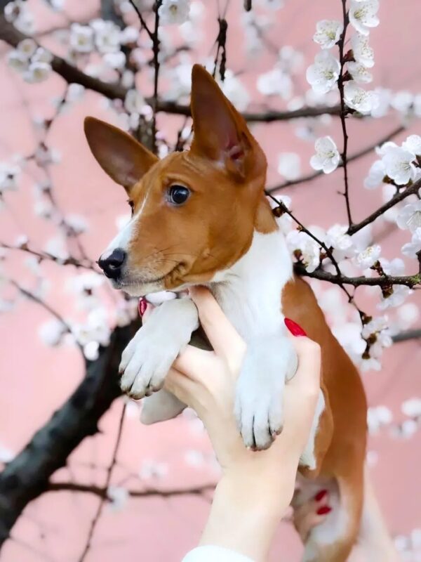 Eros Basenji Eros Basenji