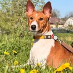 Eton-male-Basenji-puppy-for-sale-1