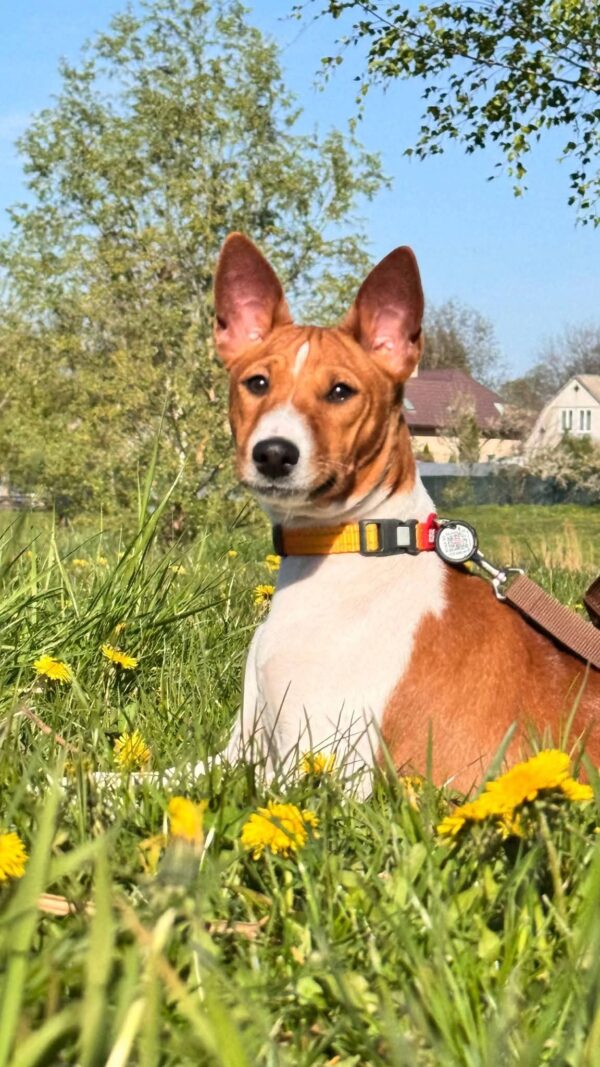 Eton Basenji Eton Basenji