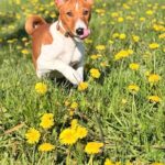 Eton-male-Basenji-puppy-for-sale-2