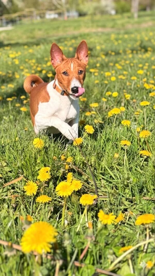 Eton Basenji Eton Basenji