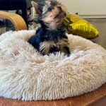 Extra-male-yorkshire-terrier-puppy-for-sale- (1)