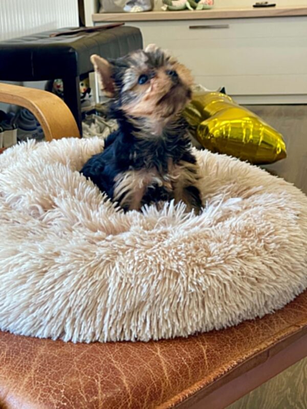 Extra Yorkshire Terrier Extra Yorkshire Terrier