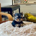 Extra-male-yorkshire-terrier-puppy-for-sale- (2)
