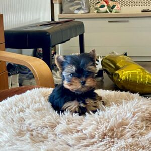 Extra Yorkshire Terrier Extra Yorkshire Terrier