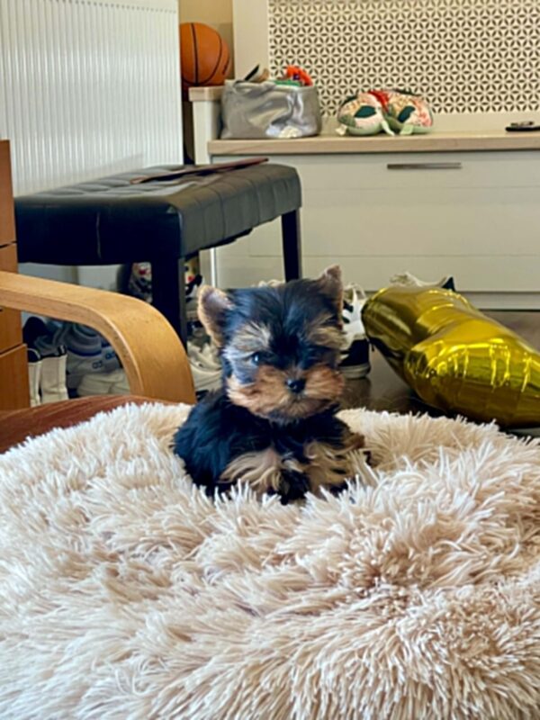 Extra Yorkshire Terrier Extra Yorkshire Terrier