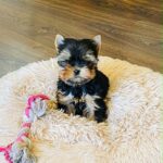Extra-male-yorkshire-terrier-puppy-for-sale- (3)