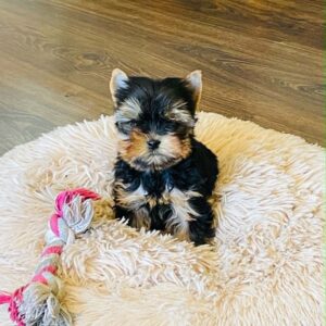Extra Yorkshire Terrier Extra Yorkshire Terrier