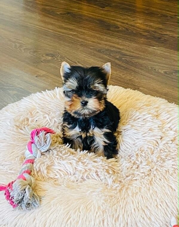 Extra Yorkshire Terrier Extra Yorkshire Terrier