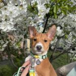 Fendor-male-Basenji-puppy-for-sale-1