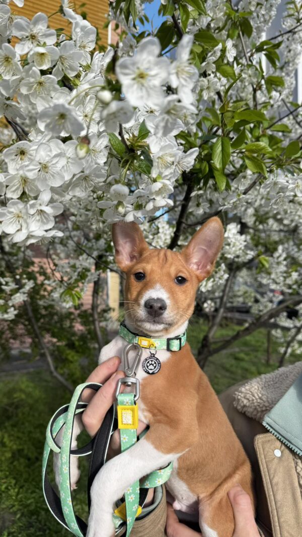 Fendor Basenji Fendor Basenji