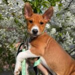 Fendor-male-Basenji-puppy-for-sale-2