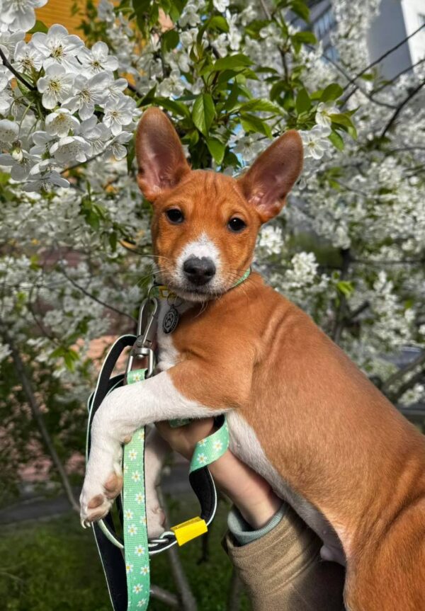 Fendor Basenji Fendor Basenji