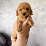 Fillora-female-Maltipoo-puppy-for-sale-1