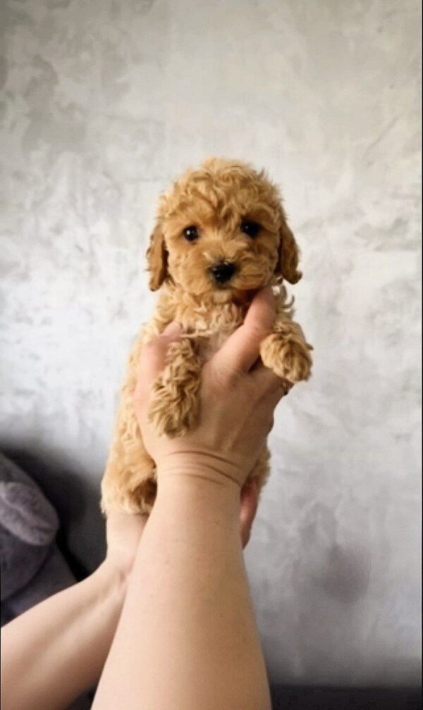 Fillora Maltipoo Fillora Maltipoo