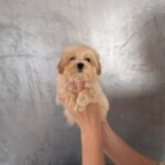 Finix-male-Maltipoo-puppy-for-sale-1