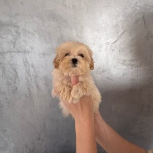 Finix Maltipoo Finix Maltipoo