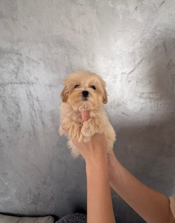 Finix Maltipoo Finix Maltipoo