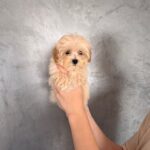 Finix-male-Maltipoo-puppy-for-sale-2