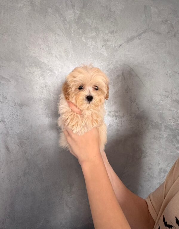 Finix Maltipoo Finix Maltipoo