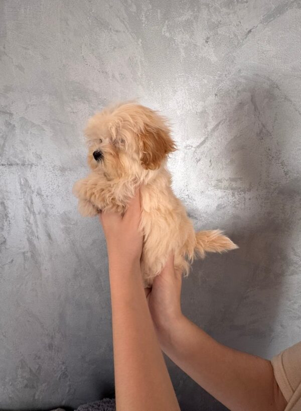 Finix Maltipoo Finix Maltipoo