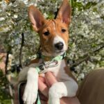 Fiora-female-Basenji-puppy-for-sale-1