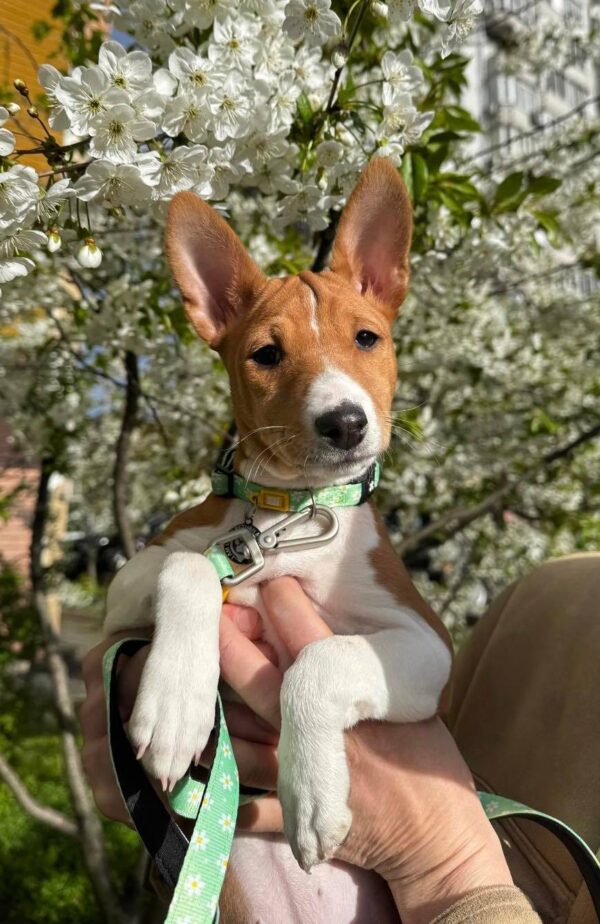 Fiora Basenji Fiora Basenji