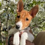 Fiora-female-Basenji-puppy-for-sale-2