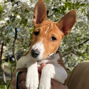 Fiora Basenji Fiora Basenji