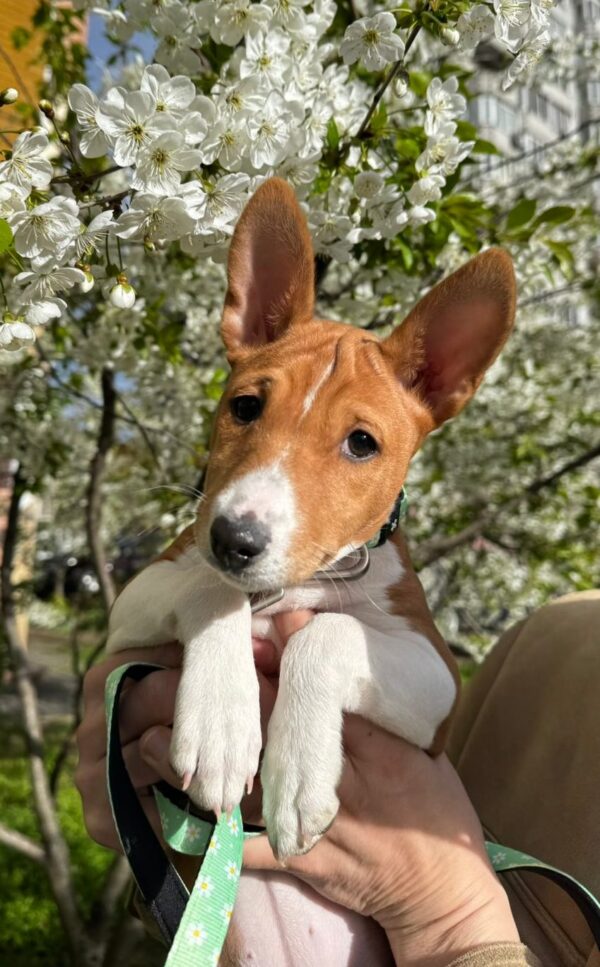 Fiora Basenji Fiora Basenji