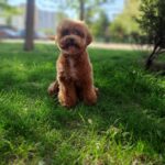 Firex-male-poodle-puppy-for-sale-1