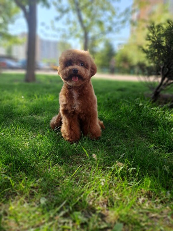 Firex Toy Poodle Firex Toy Poodle