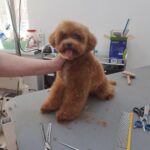 Firex-male-poodle-puppy-for-sale-2