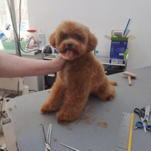 Firex Toy Poodle Firex Toy Poodle