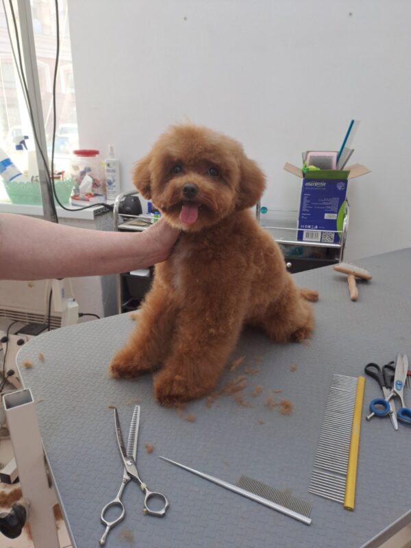 Firex Toy Poodle Firex Toy Poodle
