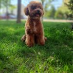 Firex-male-poodle-puppy-for-sale-3