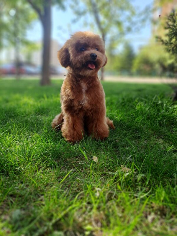 Firex Toy Poodle Firex Toy Poodle