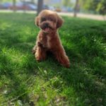 Firex-male-poodle-puppy-for-sale-4