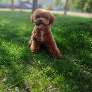 Firex Toy Poodle Firex Toy Poodle