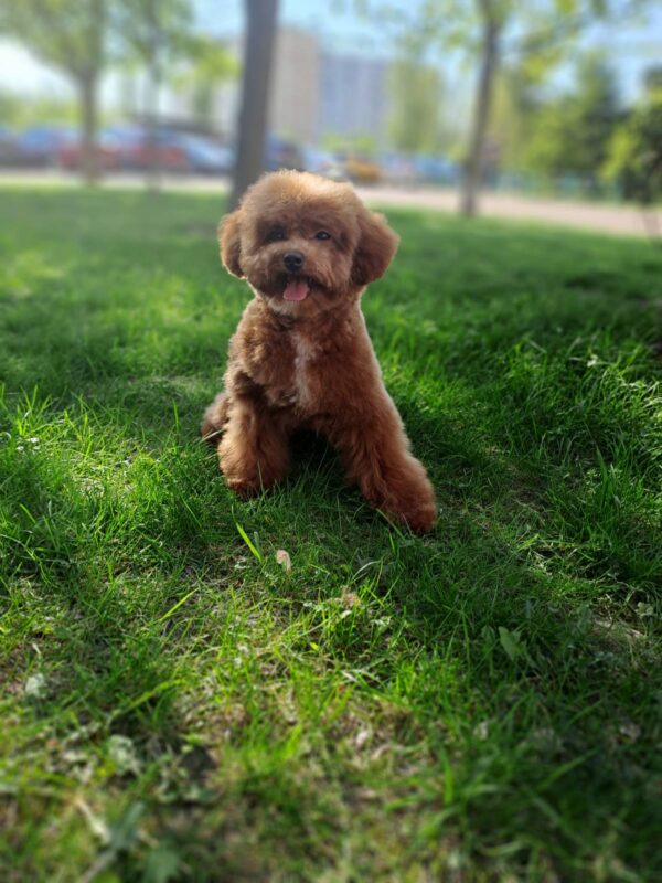 Firex Toy Poodle Firex Toy Poodle