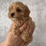Floris-female-Maltipoo-puppy-for-sale-1