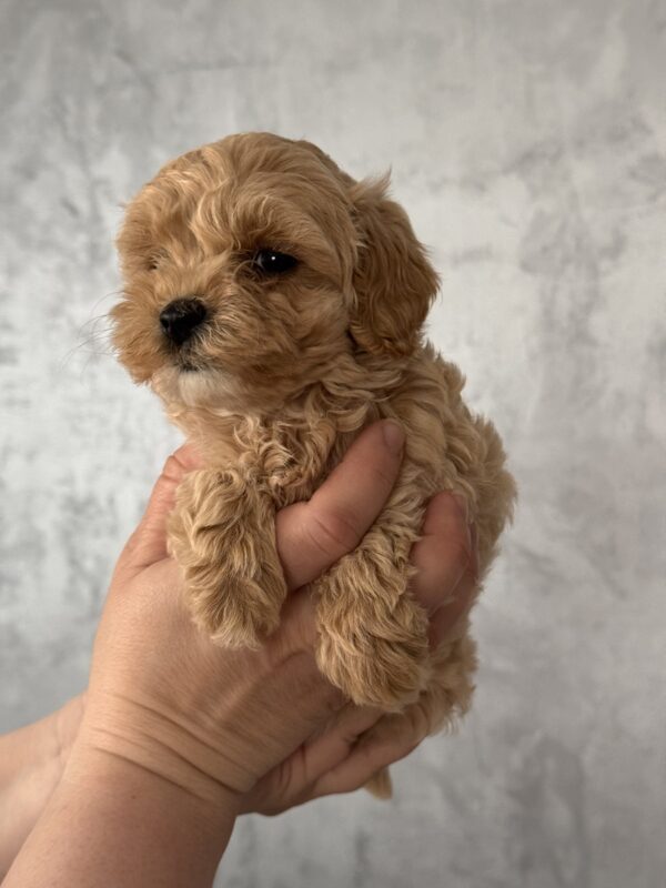 Floris Maltipoo Floris Maltipoo