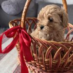 Floris-female-Maltipoo-puppy-for-sale-2