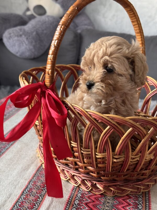 Floris Maltipoo Floris Maltipoo
