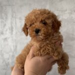 Fluffor-male-Maltipoo-puppy-for-sale-1