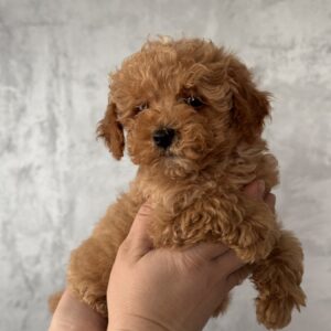Fluffor Maltipoo Fluffor Maltipoo