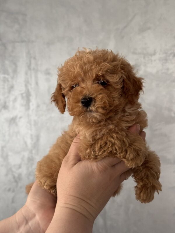 Fluffor Maltipoo Fluffor Maltipoo
