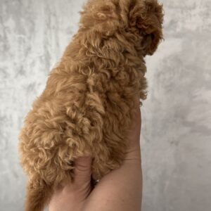 Fluffor Maltipoo Fluffor Maltipoo