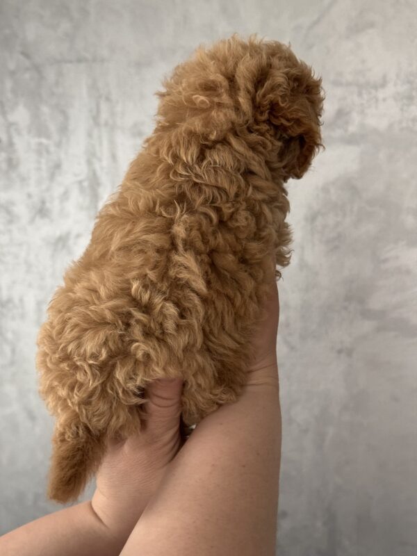 Fluffor Maltipoo Fluffor Maltipoo